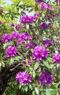 Young flowers